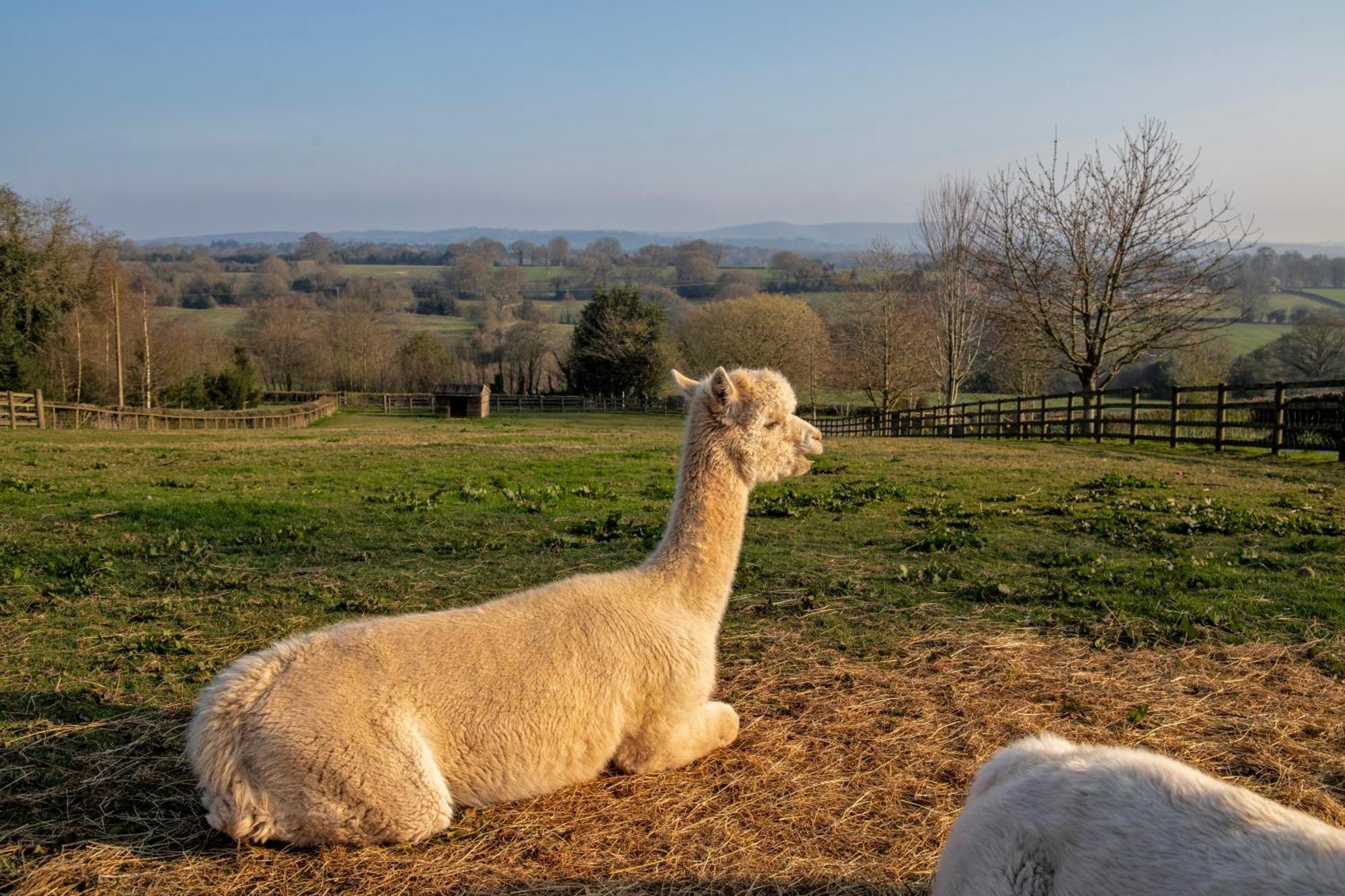 Charlie'S Cottage With Alpacas And 7Mins Drive To Alton Towers Denstone Εξωτερικό φωτογραφία